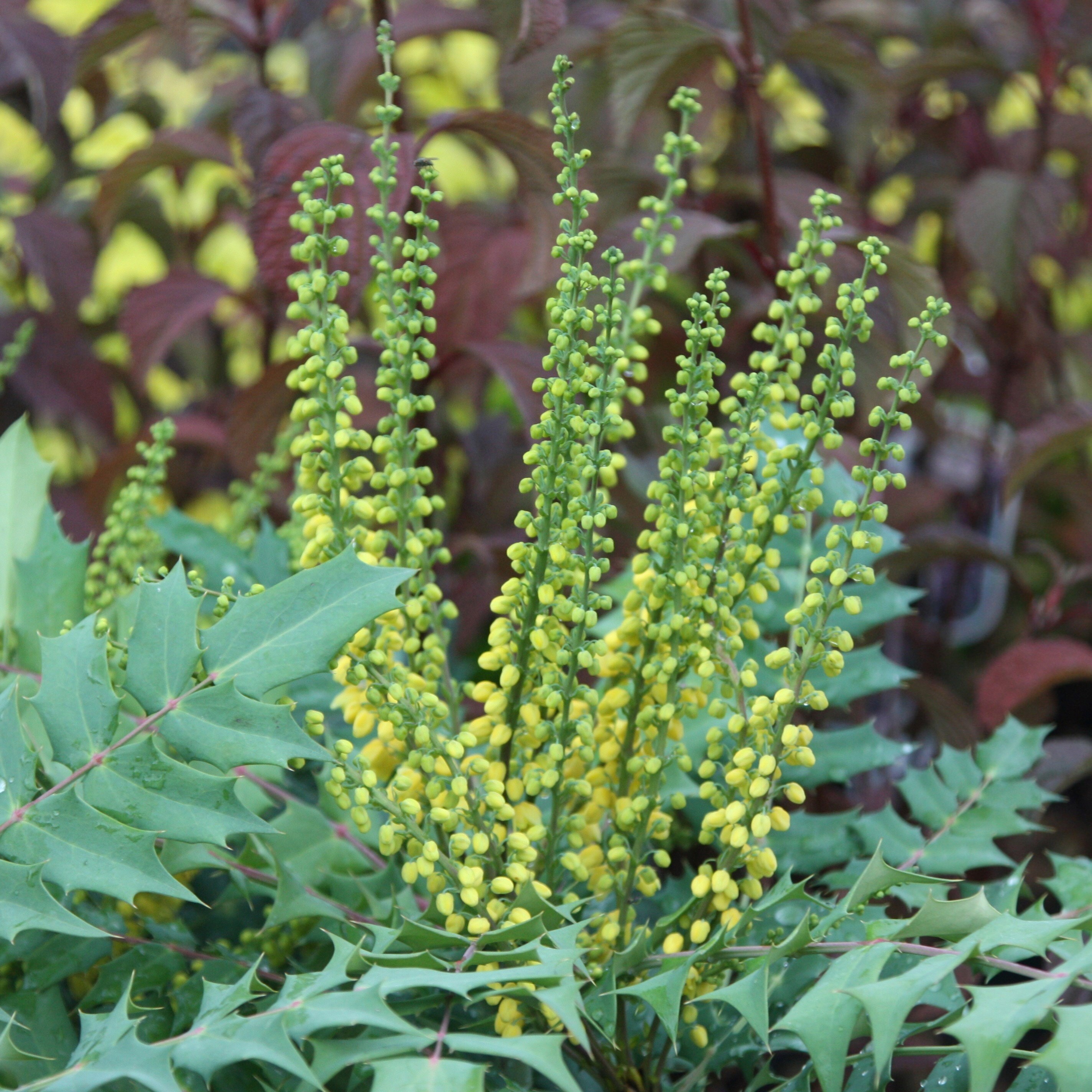 Mahonia × Media Winter Sun