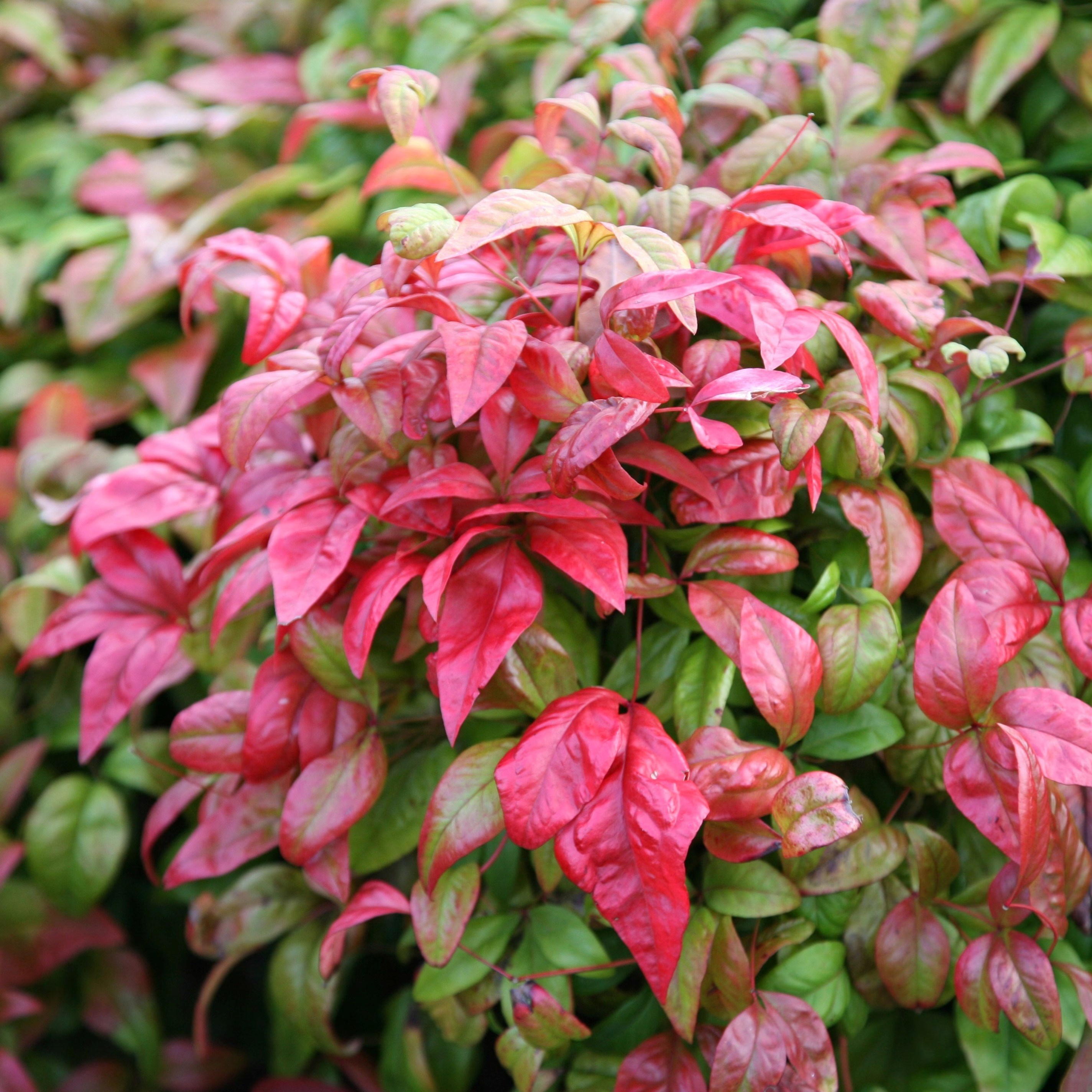 Nandina Domestica Fire Power | Heavenly Bamboo