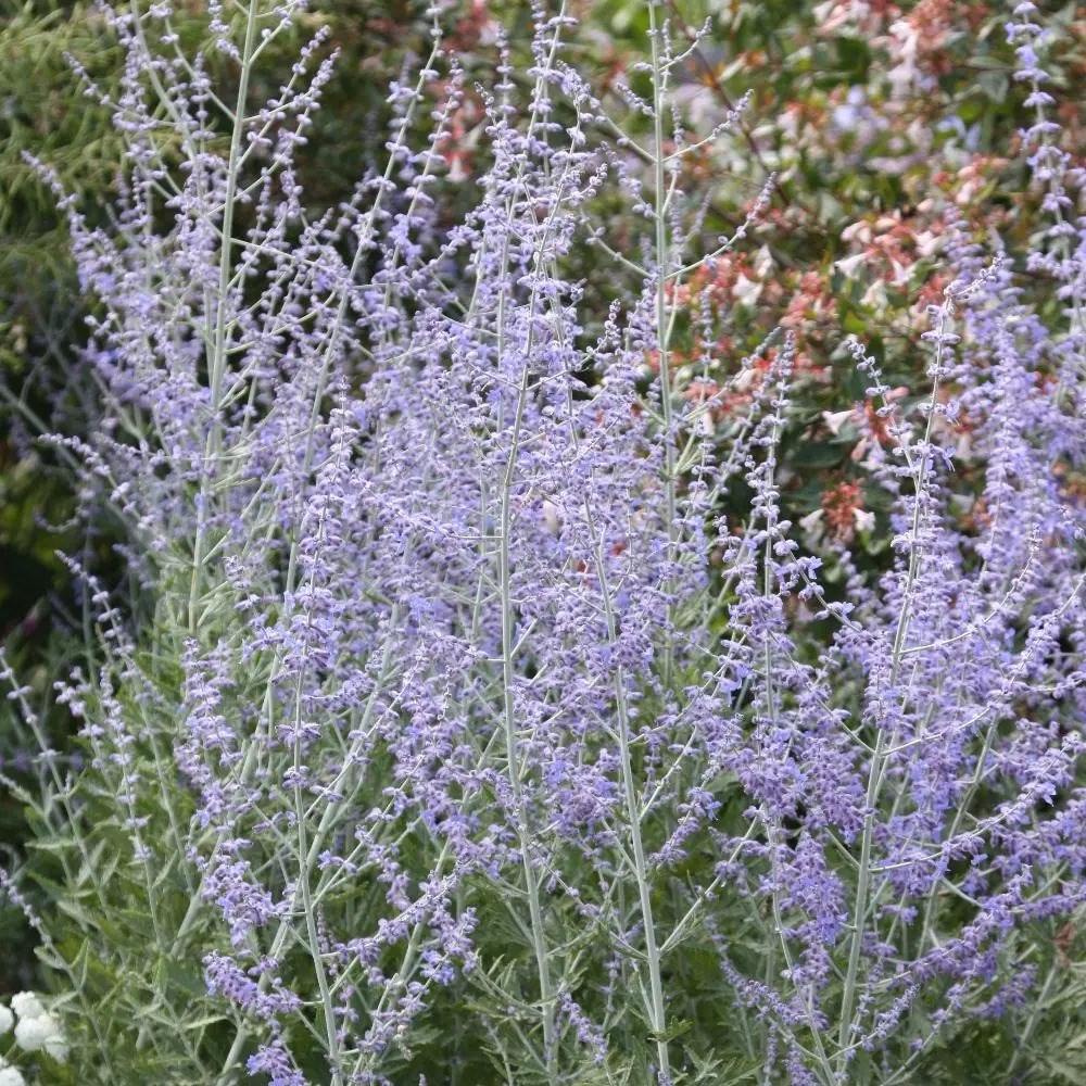 Perovskia Blue Spire | Russian Sage