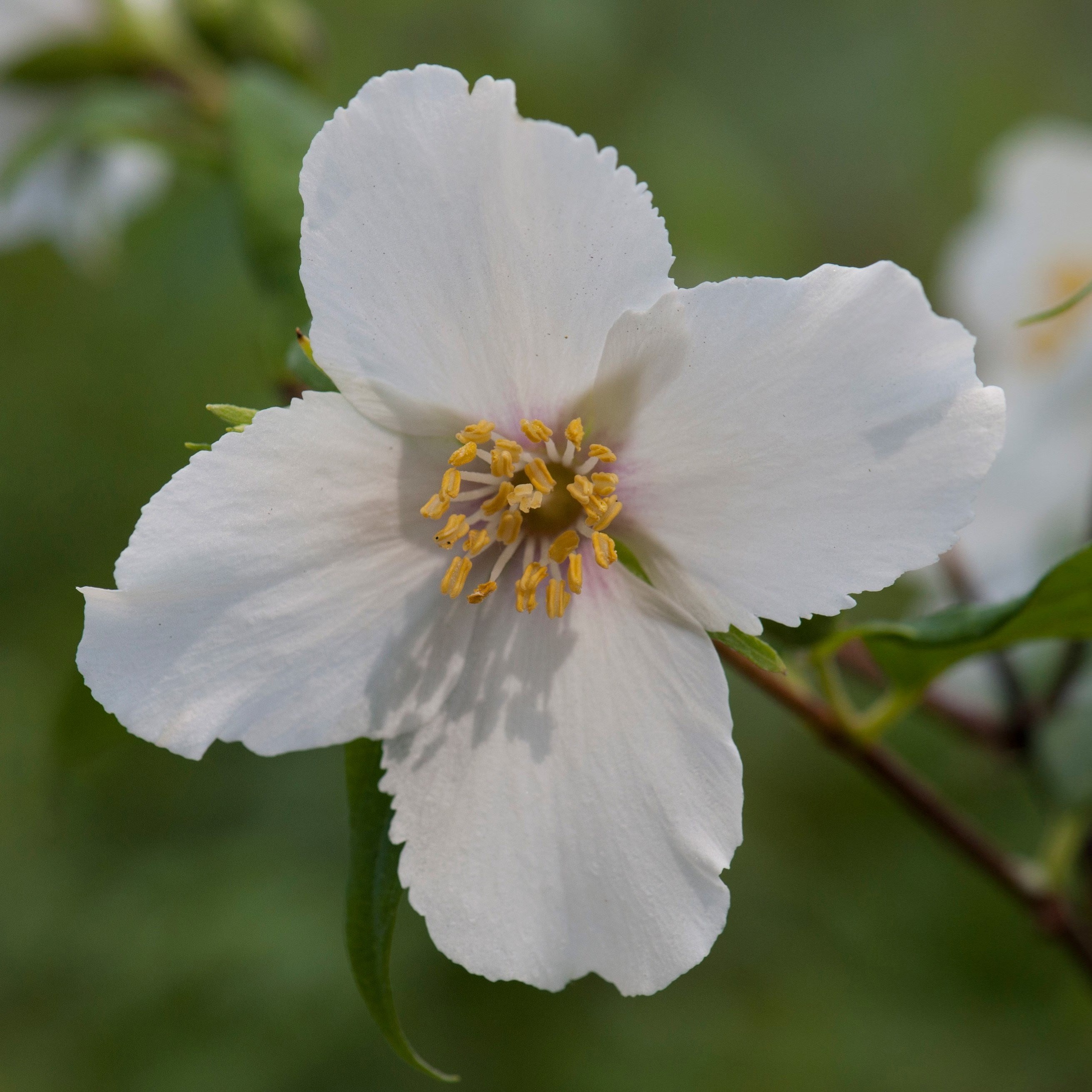 Philadelphus Belle Etoile | Mock Orange