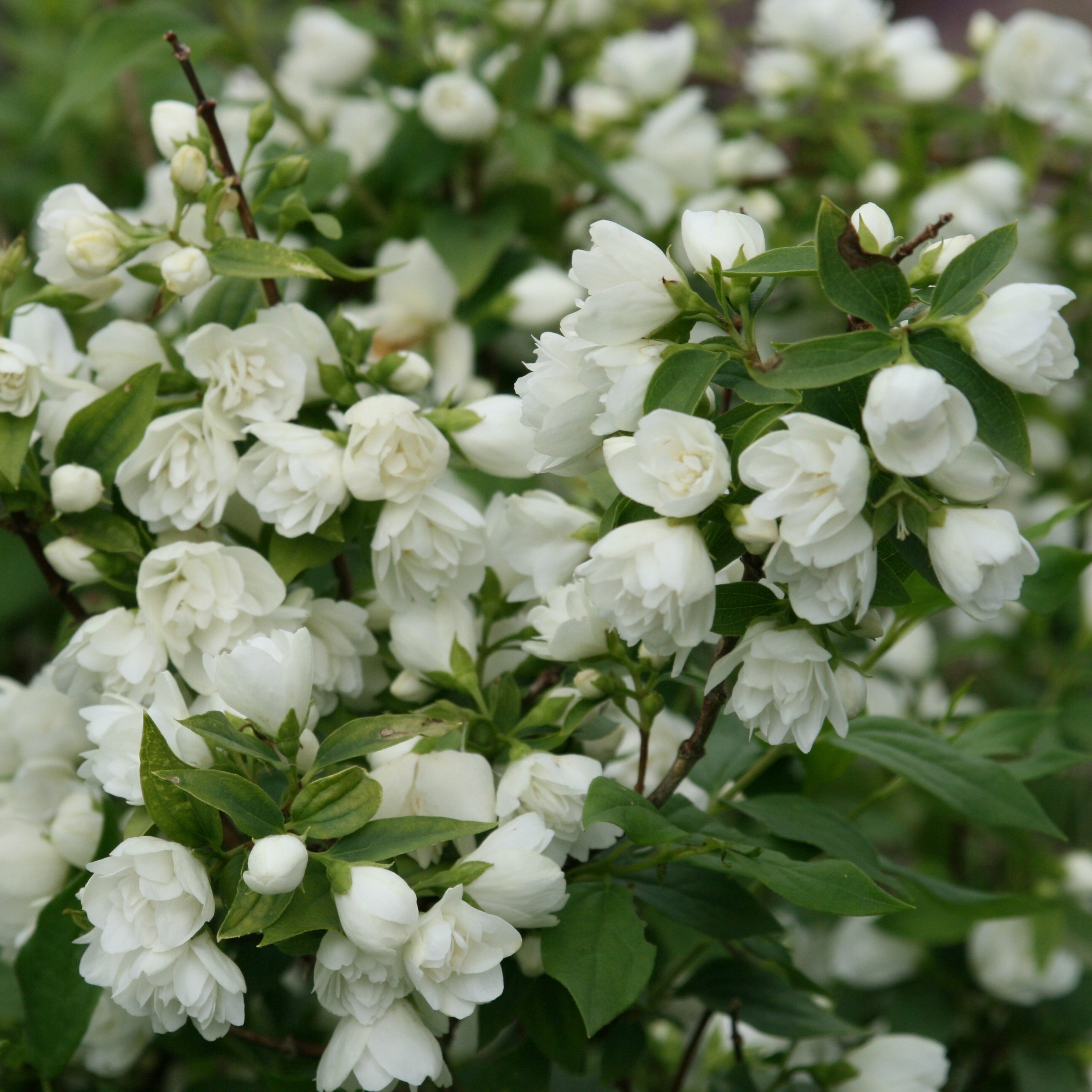 Philadelphus Manteau Dhermine | Mock Orange