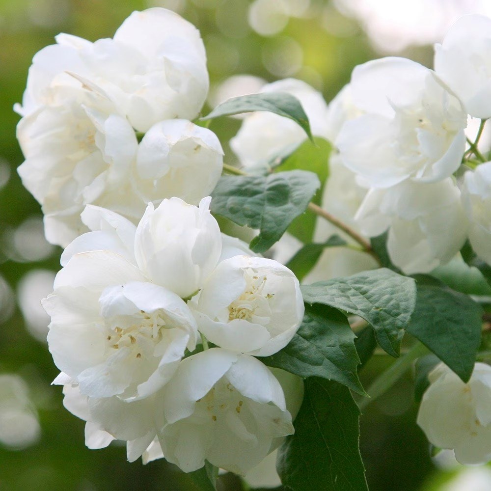 Philadelphus Virginal | Mock Orange