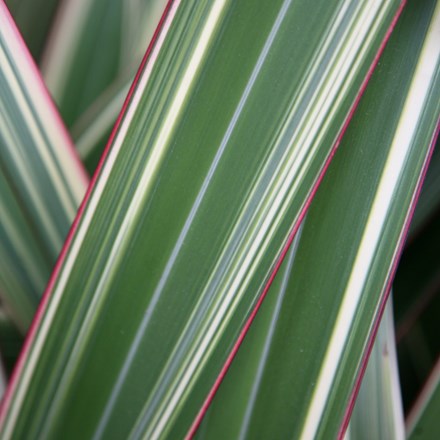 Phormium cookianum subsp. hookeri 'Tricolor' | New Zealand Flax |