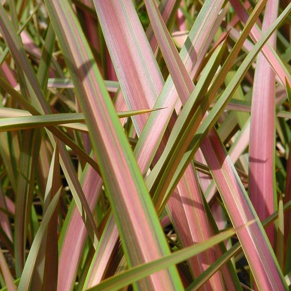 Phormium Jester | New Zealand Flax