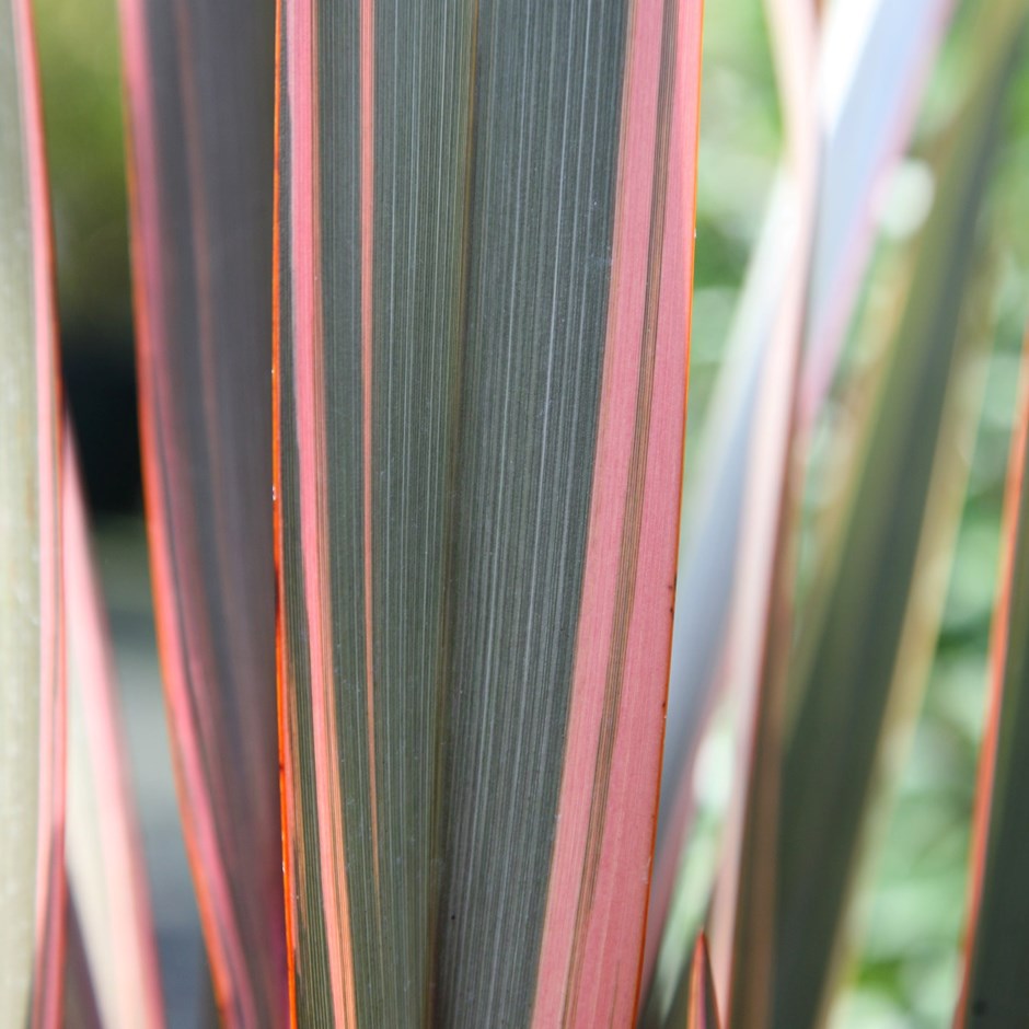 Phormium Sundowner | New Zealand Flax