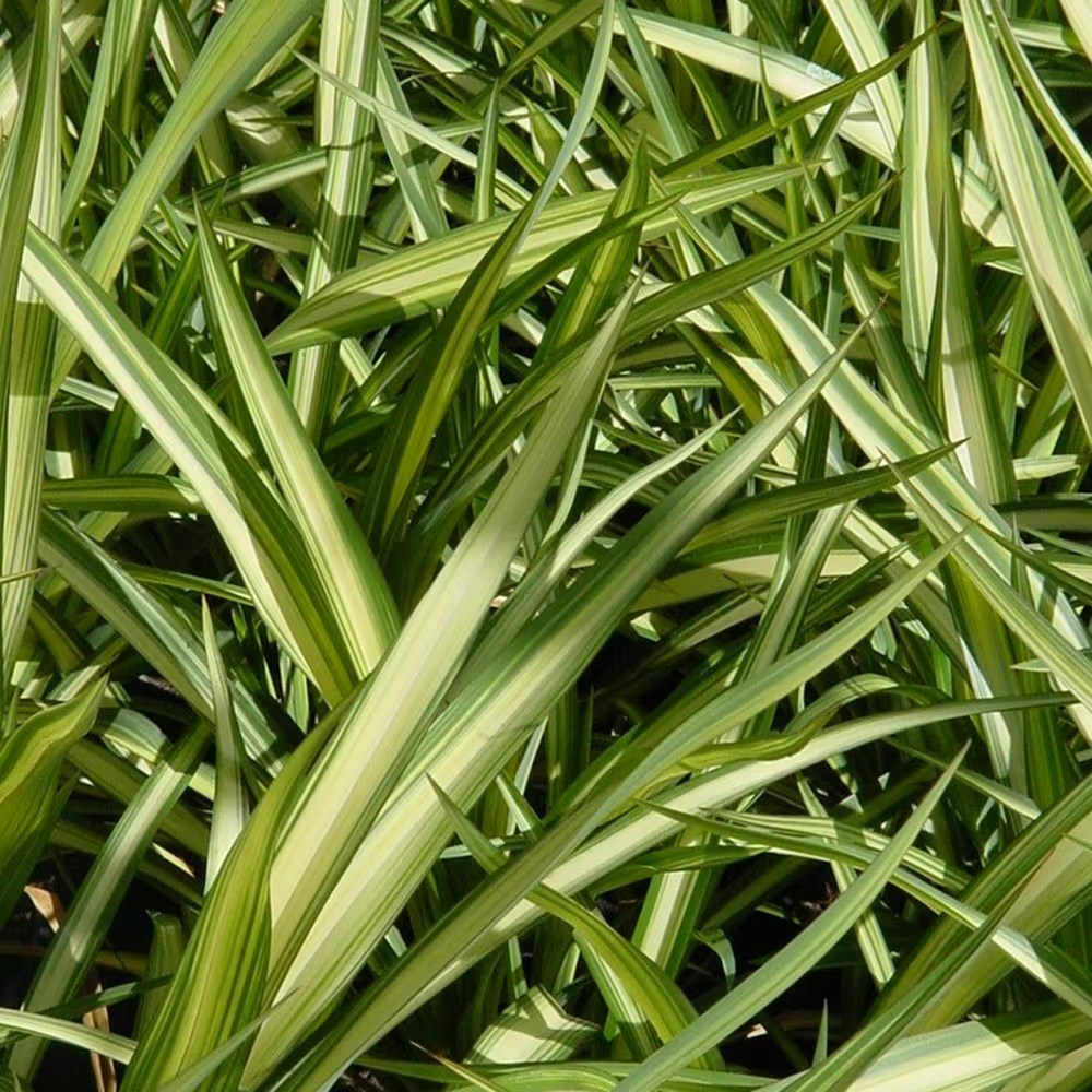 Phormium Yellow Wave | New Zealand Flax