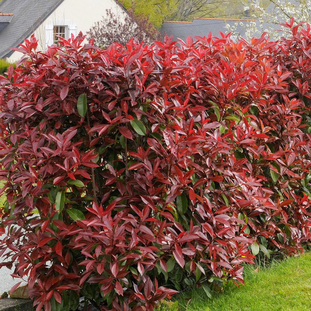 Photinia × Fraseri Red Robin