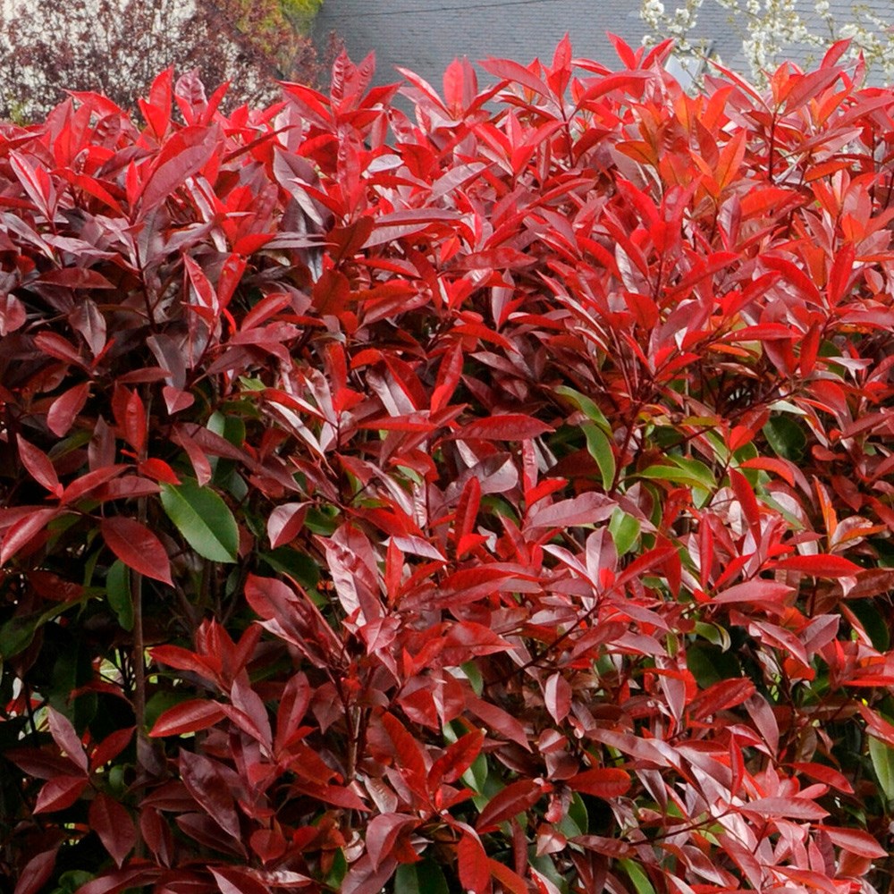 Photinia × Fraseri Red Robin | Photinia