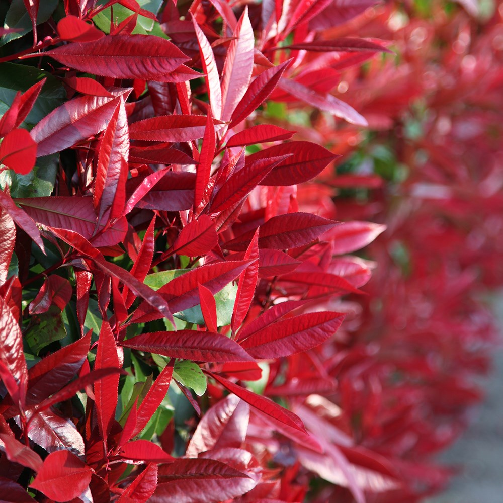 Photinia × Fraseri Red Robin