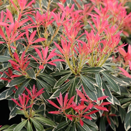 Pieris 'Flaming Silver' | Lily-of-the-valley Shrub |