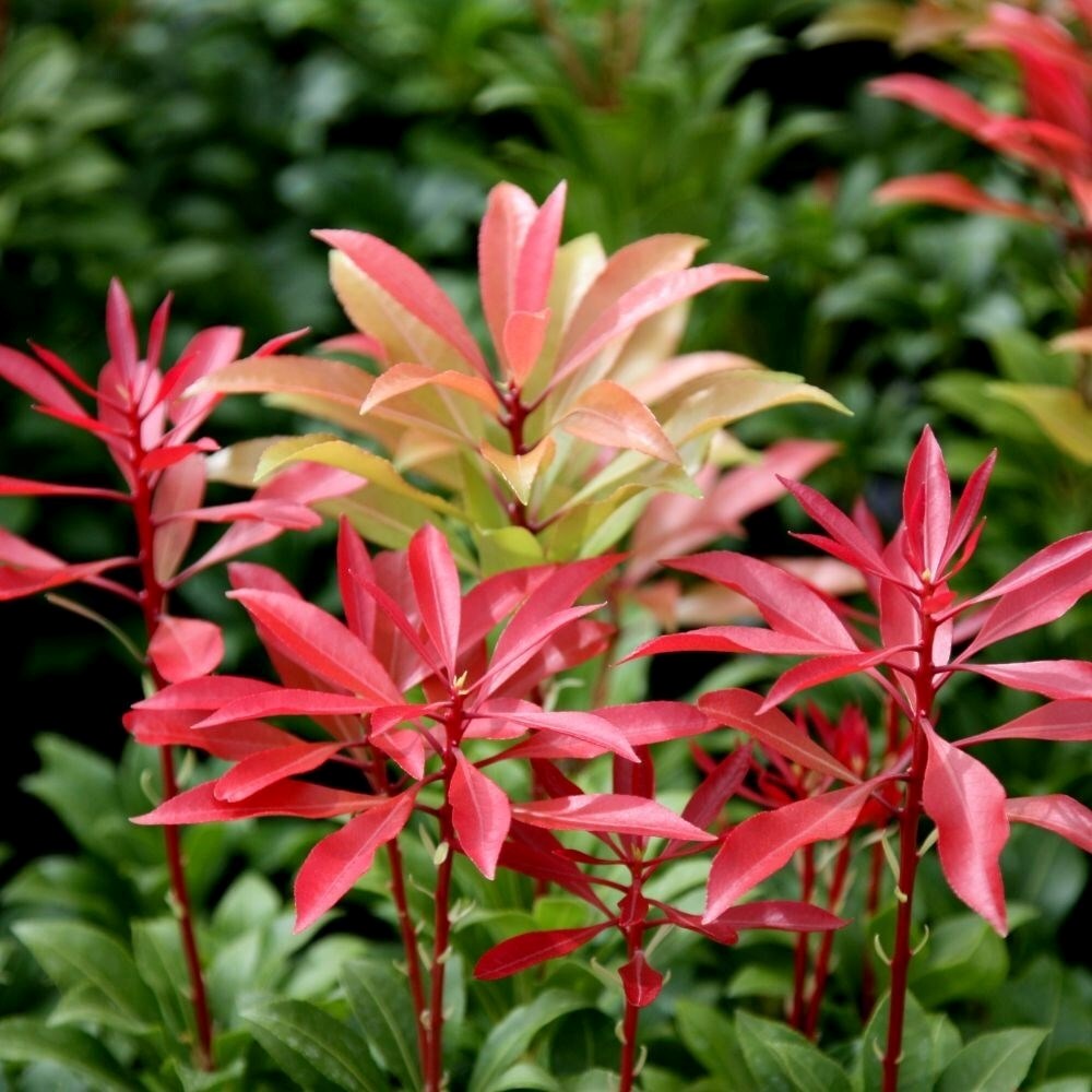 Pieris Japonica Mountain Fire | Lily-Of-The-Valley Shrub