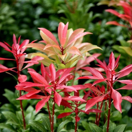 Pieris japonica 'Mountain Fire' | Lily-of-the-valley Shrub |