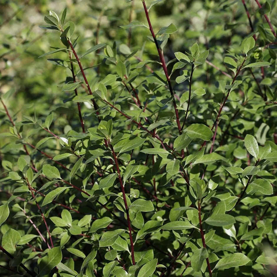Pittosporum Tenuifolium | Tawhiwhi