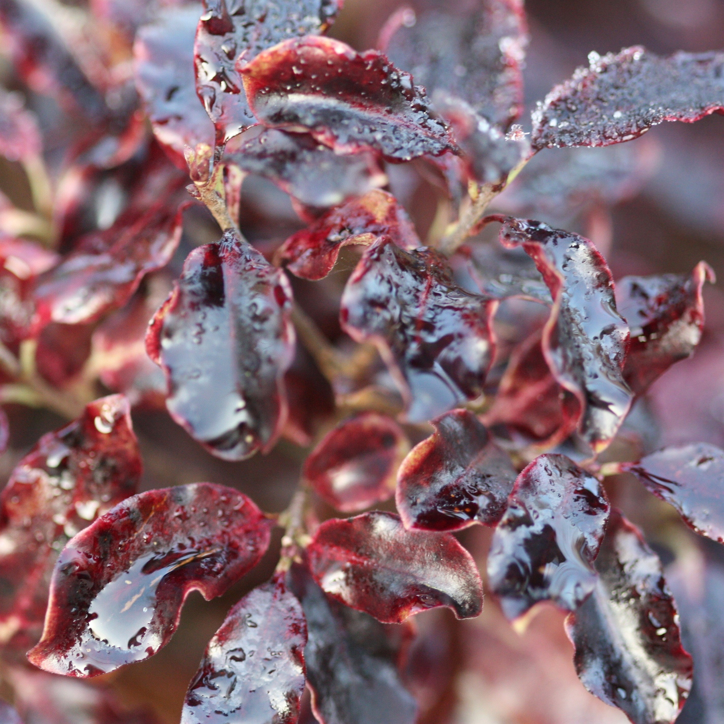 Pittosporum Tenuifolium Tom Thumb | Tawhiwhi
