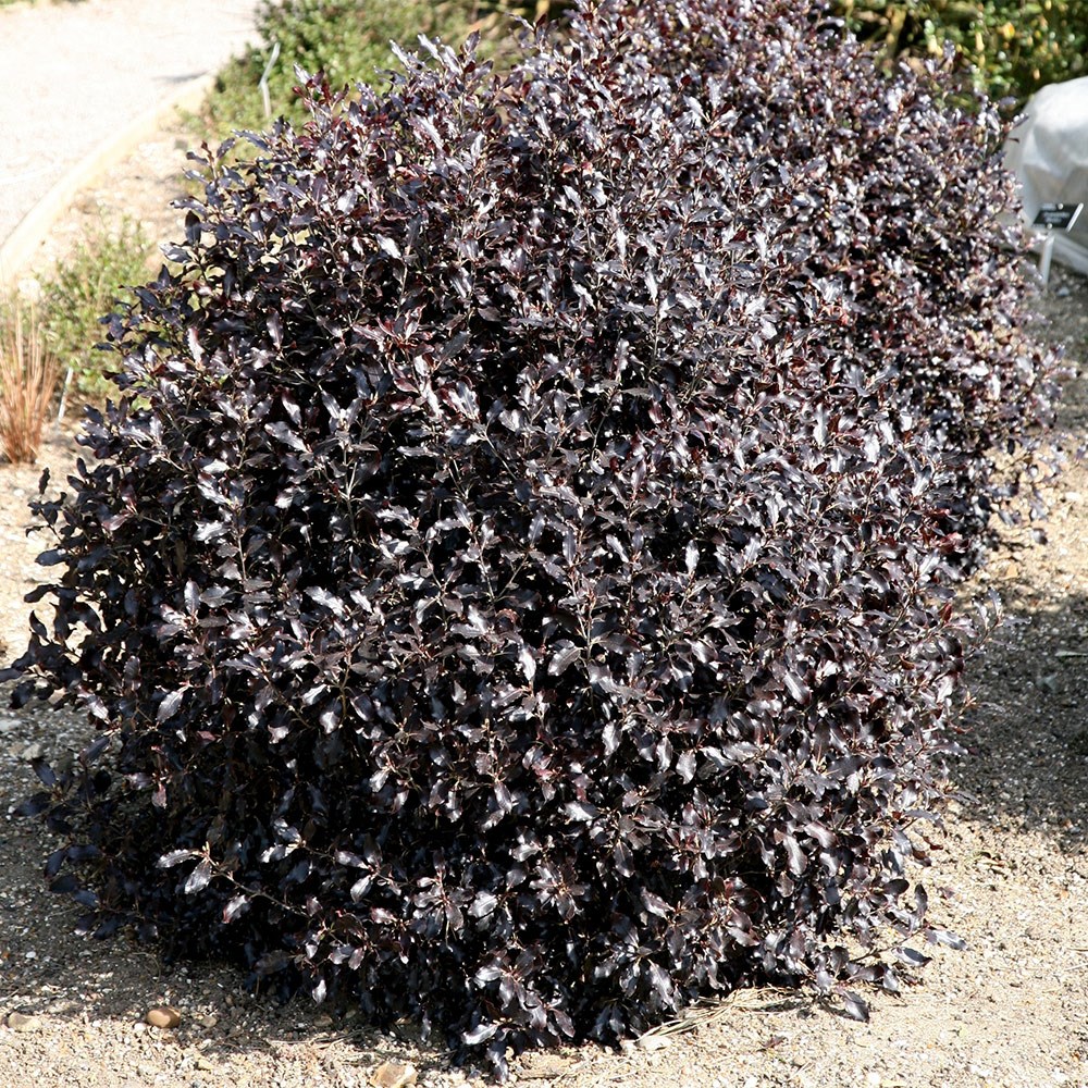 Pittosporum Tenuifolium Tom Thumb | Tawhiwhi