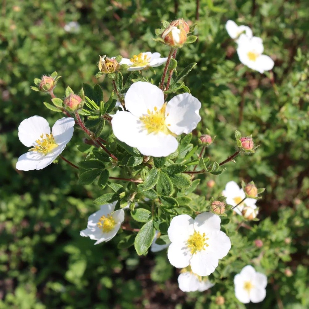 Potentilla Fruticosa Abbotswood | Shrubby Cinquefoil