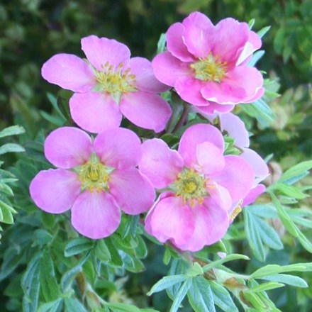 Potentilla Fruticosa Pink Beauty | Shrubby Cinquefoil
