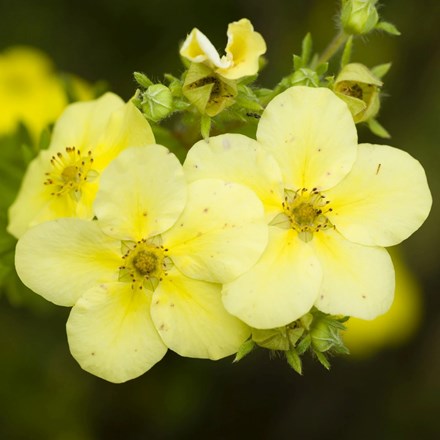 Potentilla fruticosa 'Primrose Beauty' | Shrubby Cinquefoil |