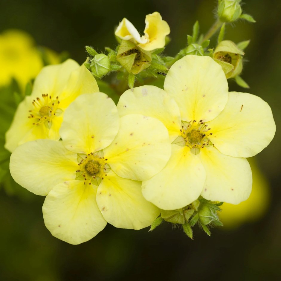 Potentilla Fruticosa Primrose Beauty | Shrubby Cinquefoil