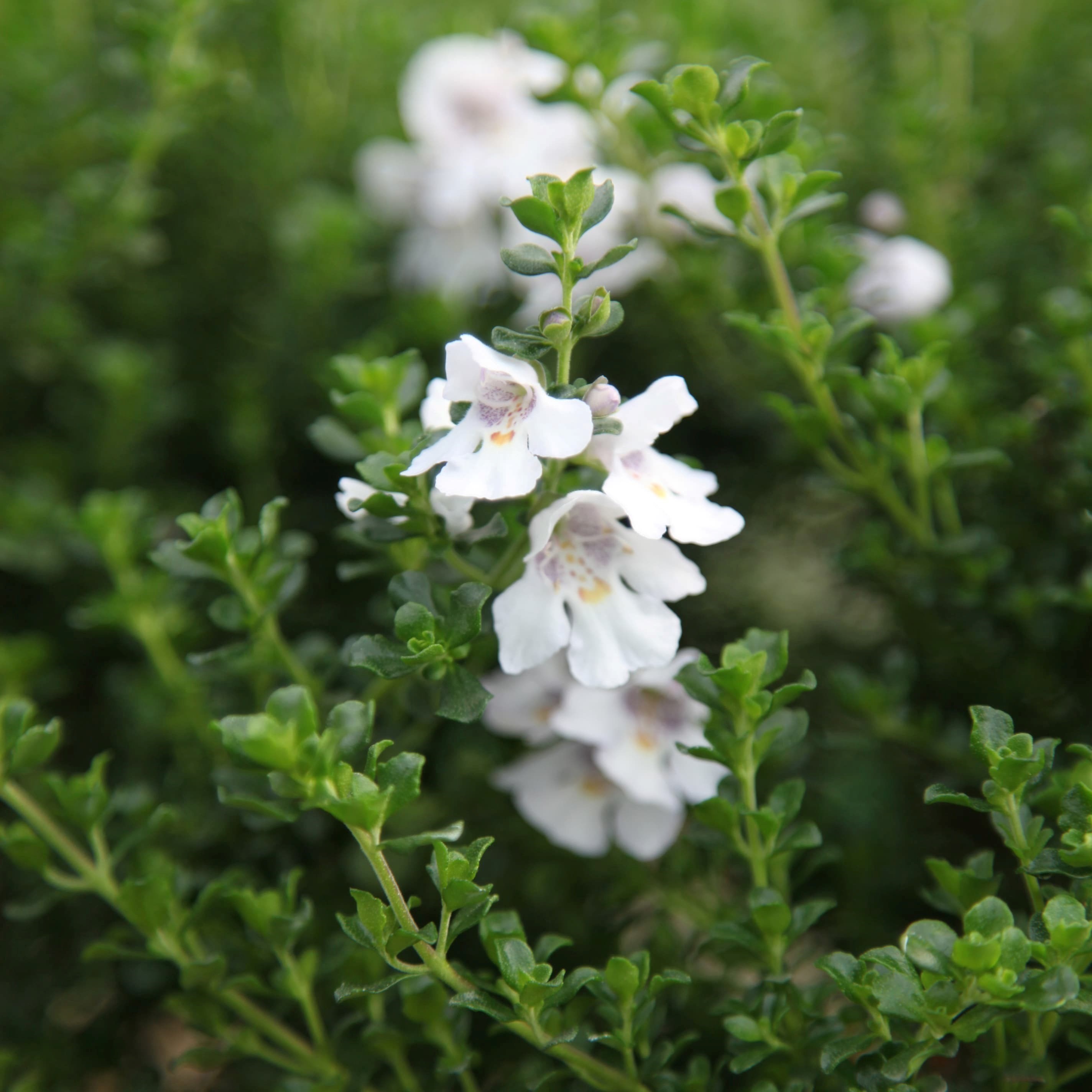 Prostanthera Cuneata | Alpine Mint Bush