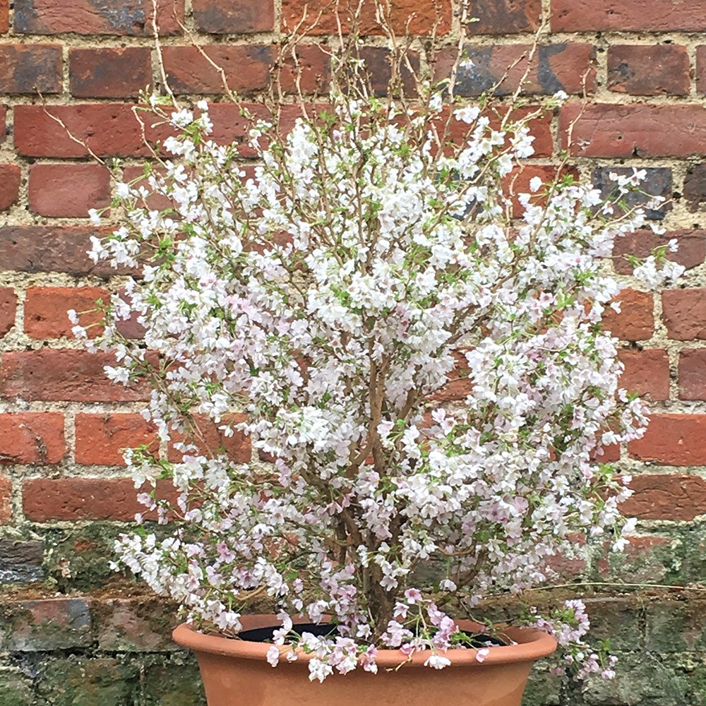 Prunus Incisa Kojo-No-Mai | Fuji Cherry
