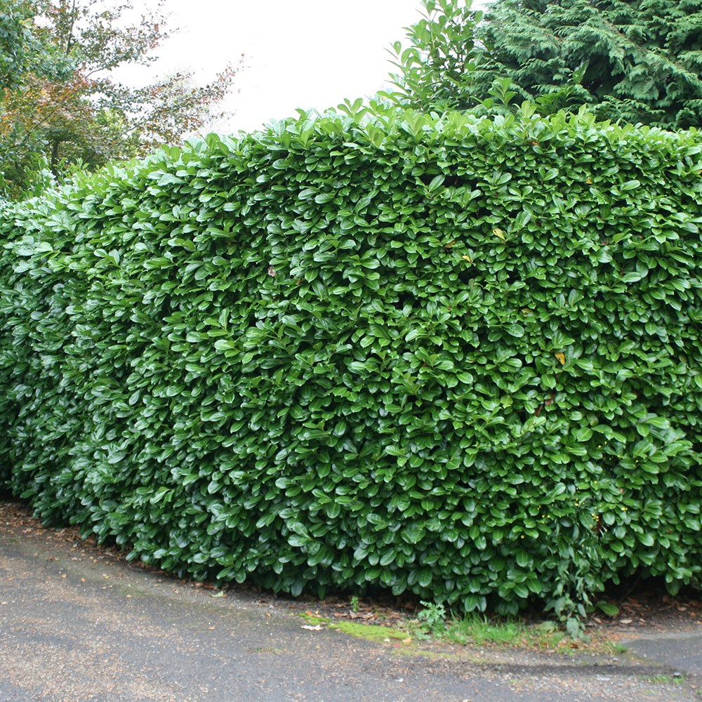 Prunus Laurocerasus Rotundifolia | Cherry Laurel