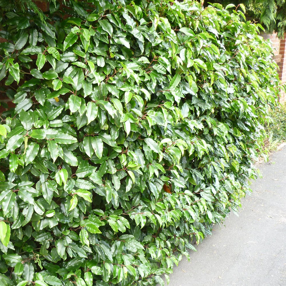 Prunus Lusitanica | Portuguese Laurel