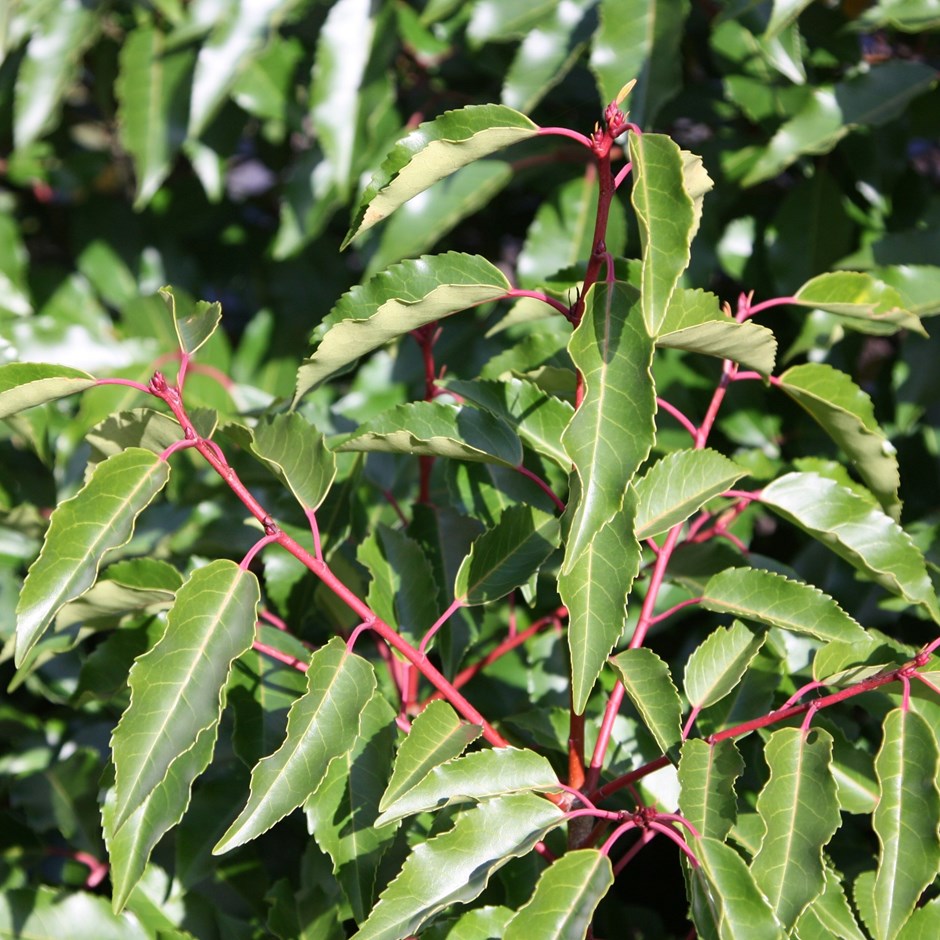 Prunus Lusitanica | Portuguese Laurel