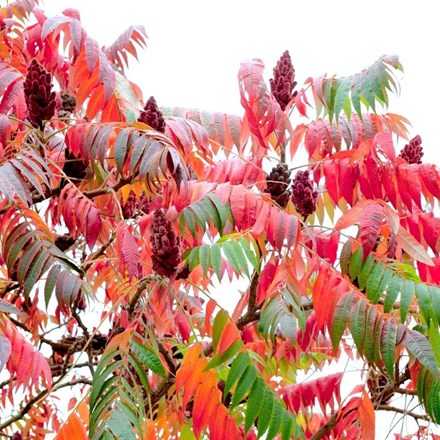 Rhus Typhina | Stag's Horn Sumach
