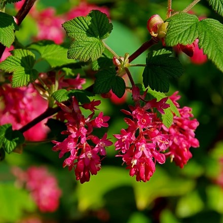 Ribes sanguineum 'King Edward VII' | Flowering Currant |