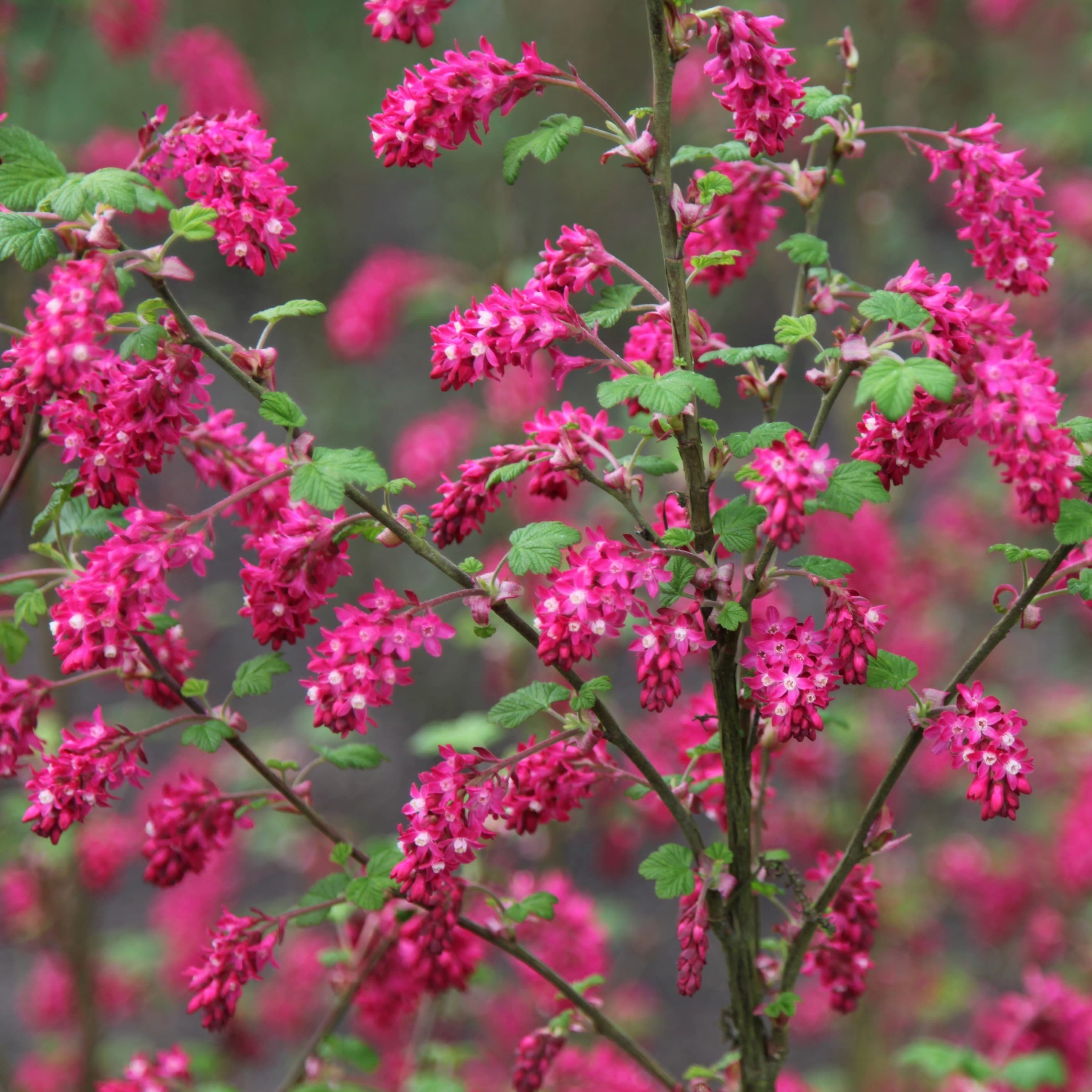 Ribes Sanguineum Pulborough Scarlet | Flowering Currant