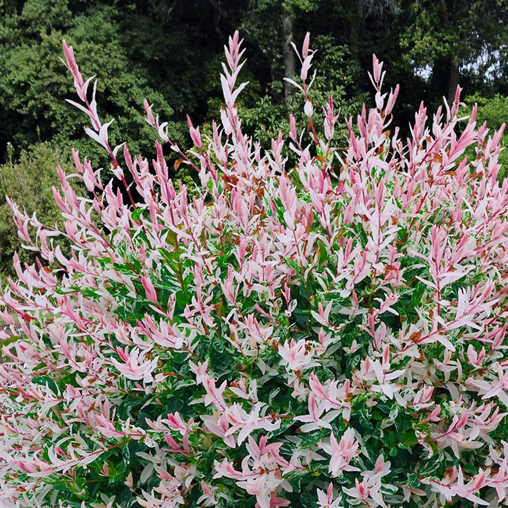 Salix Integra Flamingo | Flamingo Willow