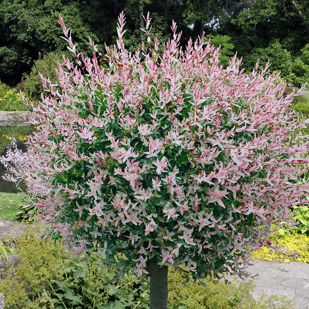 Salix Integra Flamingo | Flamingo Willow