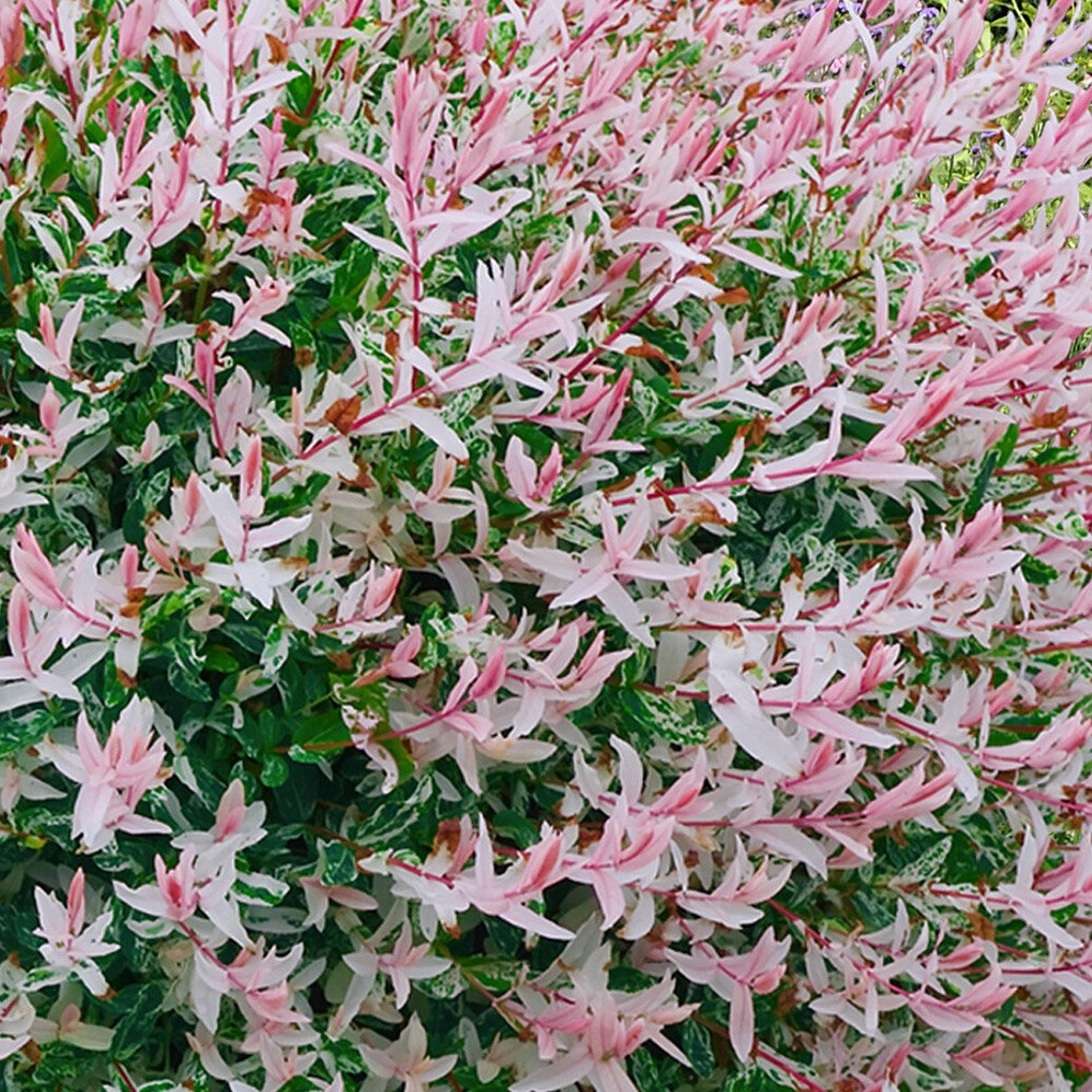 Salix Integra Flamingo | Flamingo Willow