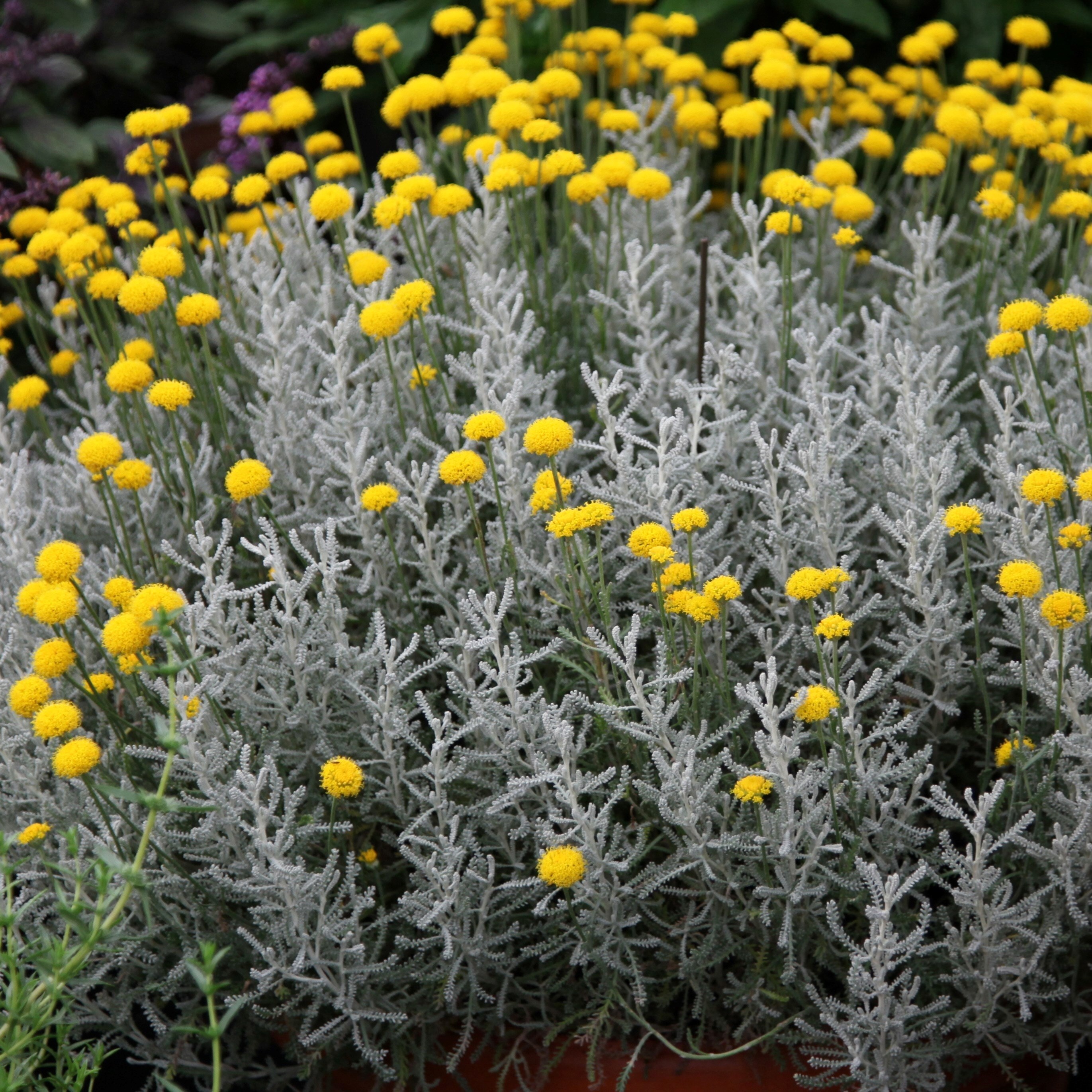 Santolina Chamaecyparissus | Cotton Lavender