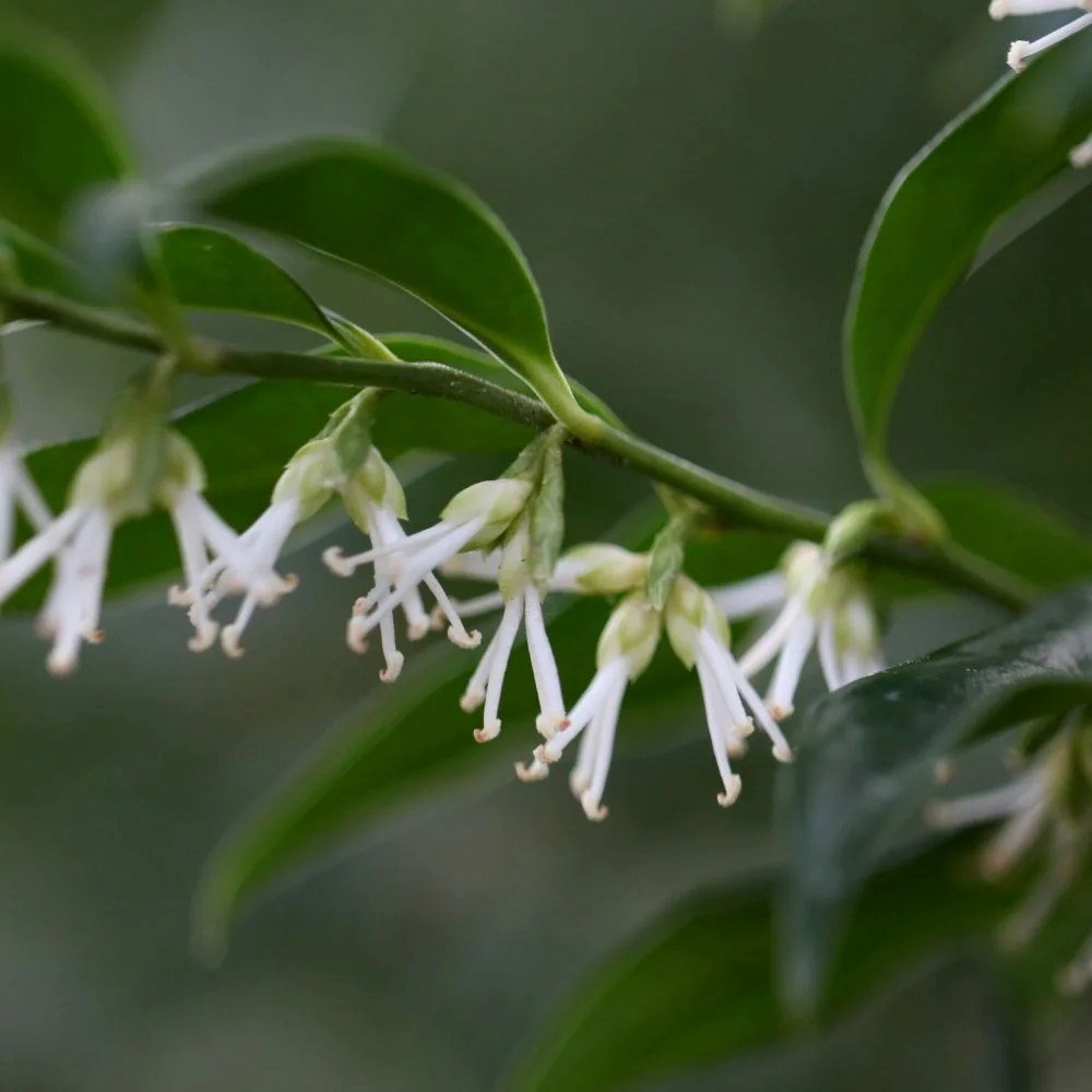 Sarcococca Confusa | Sweet Box