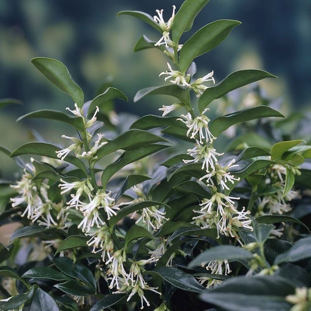 Sarcococca Hookeriana Var. Humilis | Sweet Box