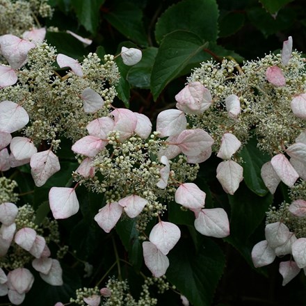 Schizophragma hydrangeoides | Japanese Hydrangea Vine |