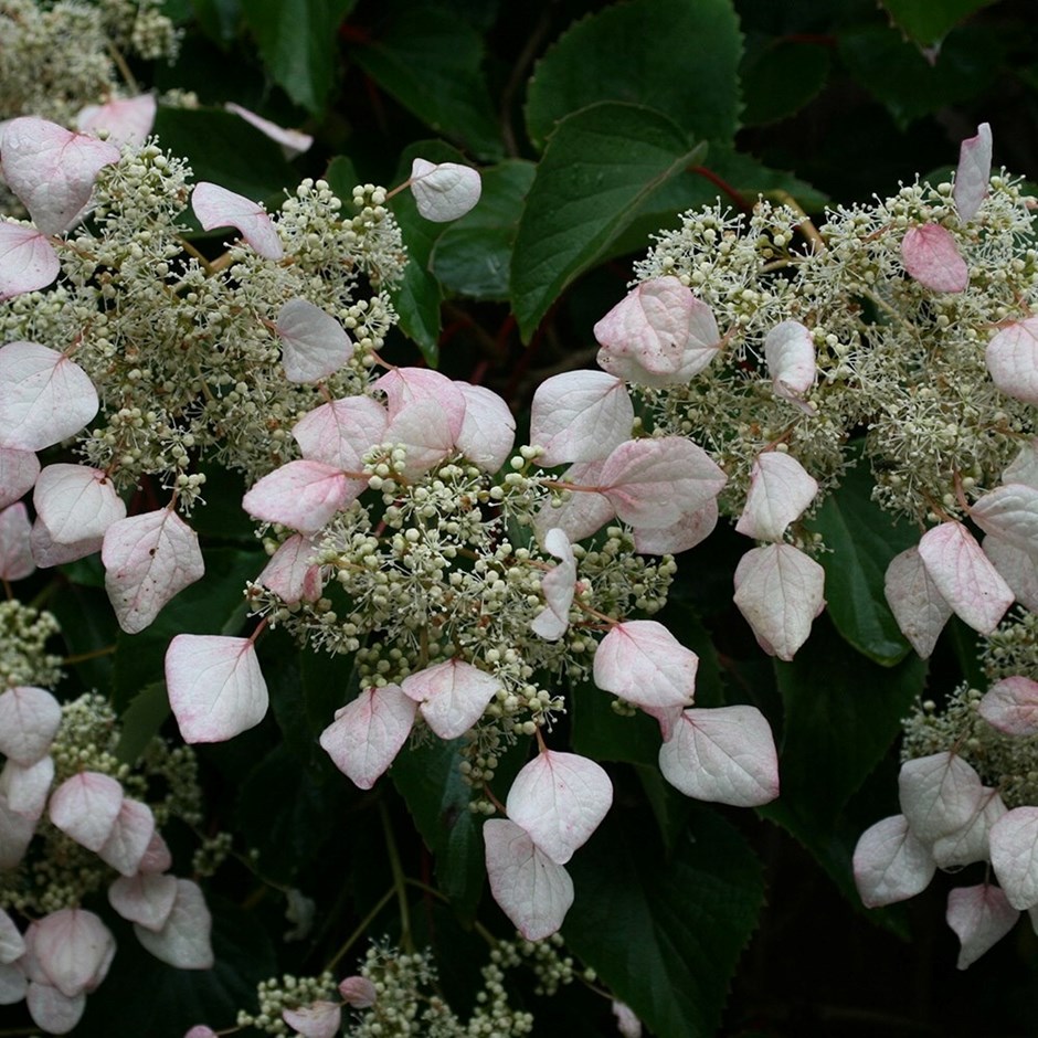 Schizophragma hydrangeoides | Japanese Hydrangea Vine | 2L Pot