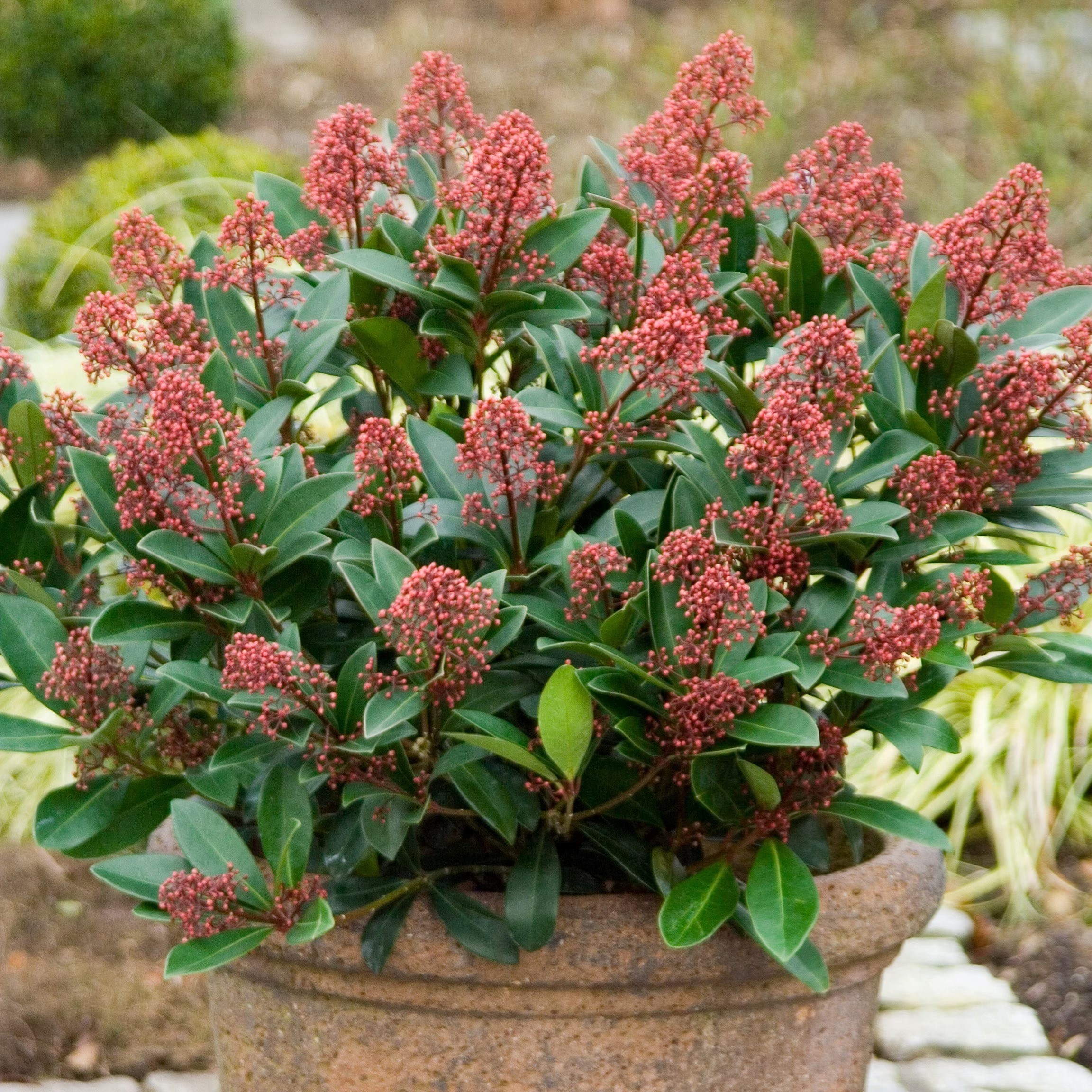 Skimmia Japonica Rubella | Japanese Skimmia