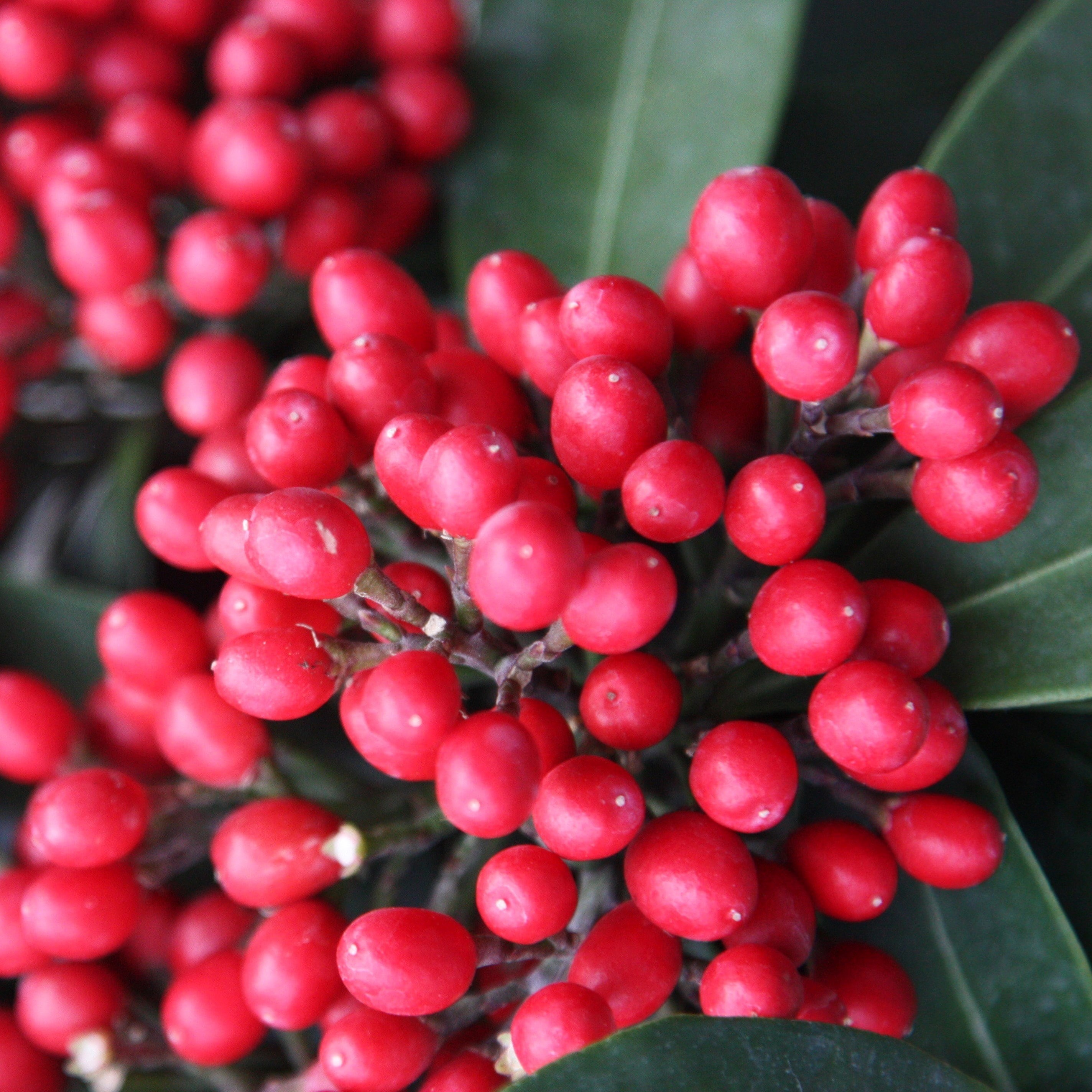 Skimmia Japonica Subsp. Reevesiana | Japanese Skimmia