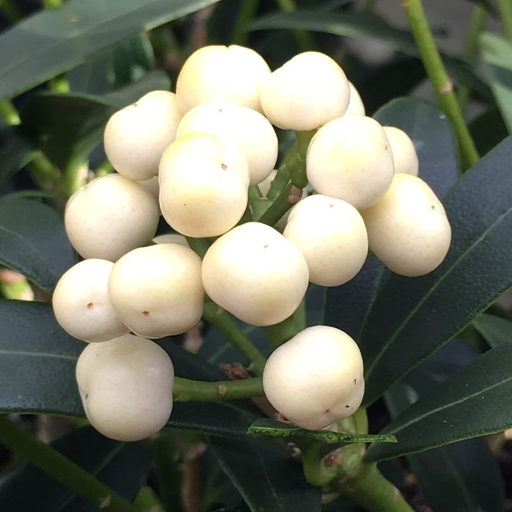 Skimmia japonica Kew White | Japanese Skimmia (female) (berry-bearing) | 2L Pot