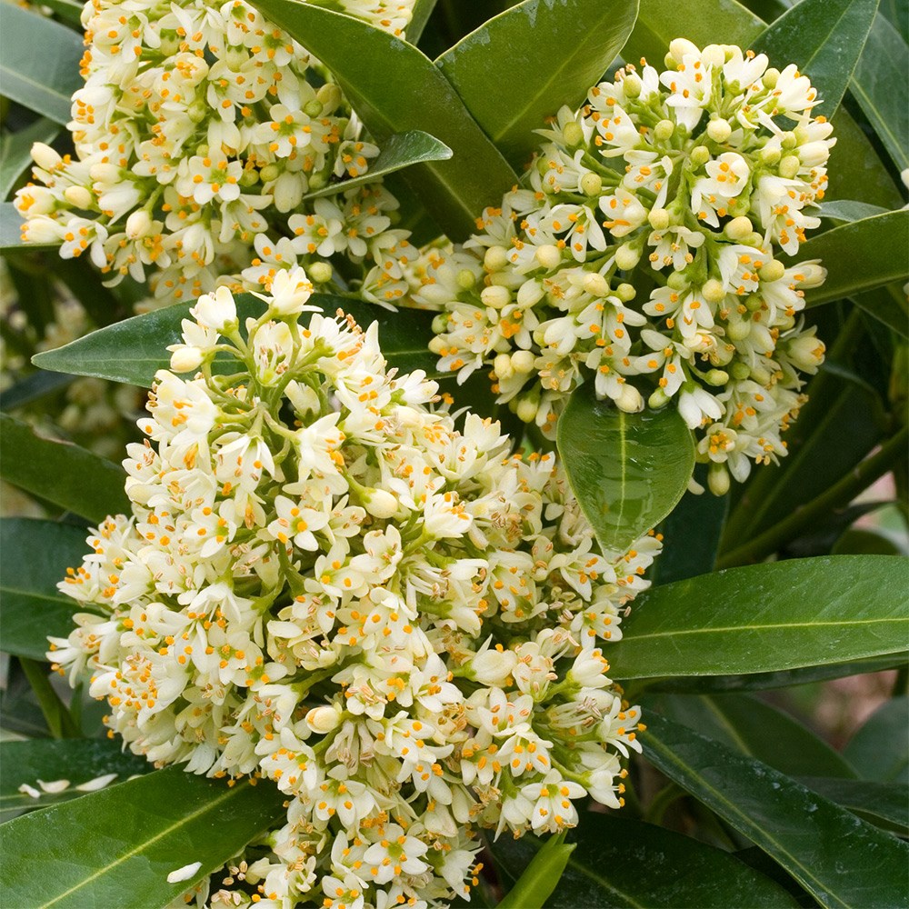 Skimmia × Confusa Kew Green | Skimmia