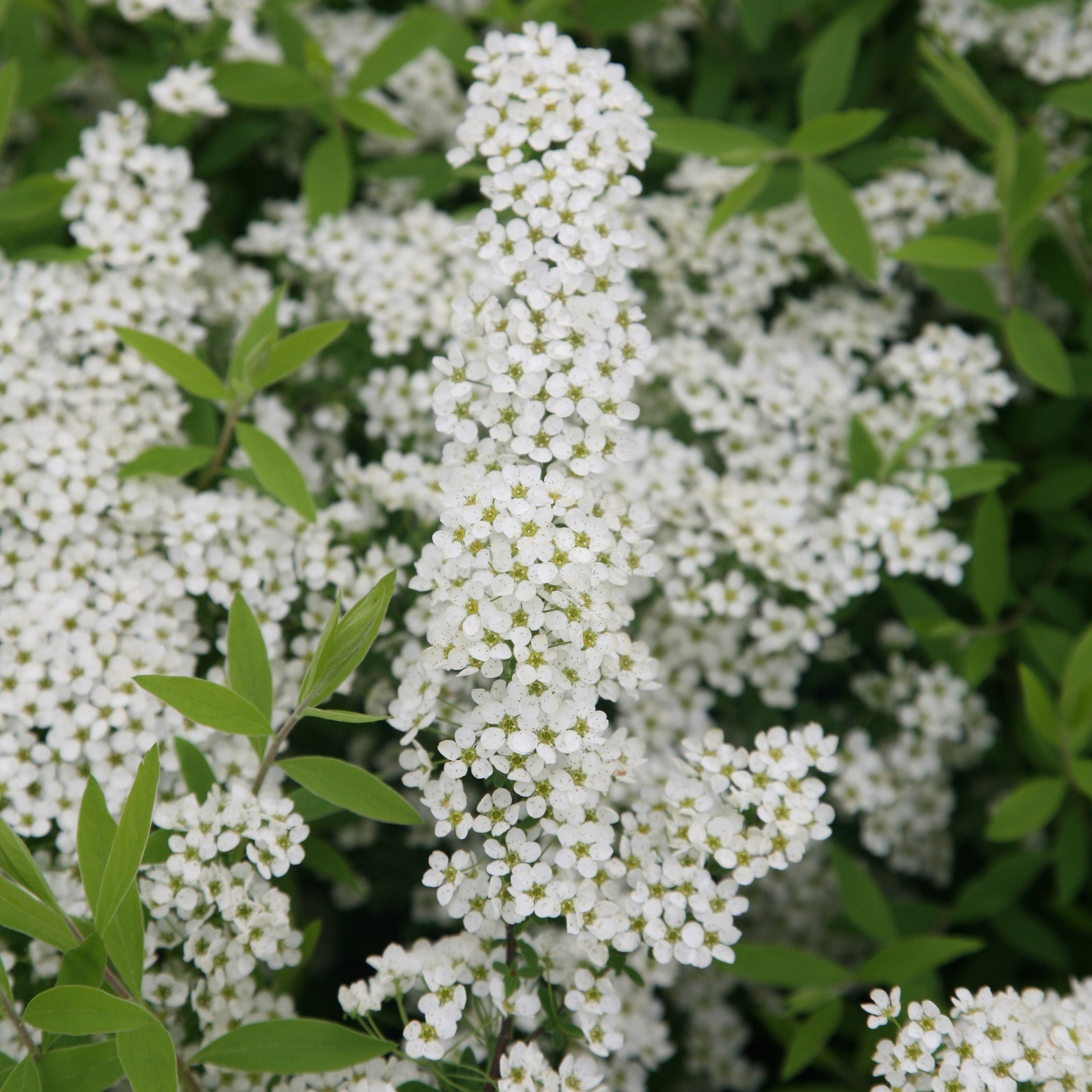 Spiraea Arguta | Bridal Wreath
