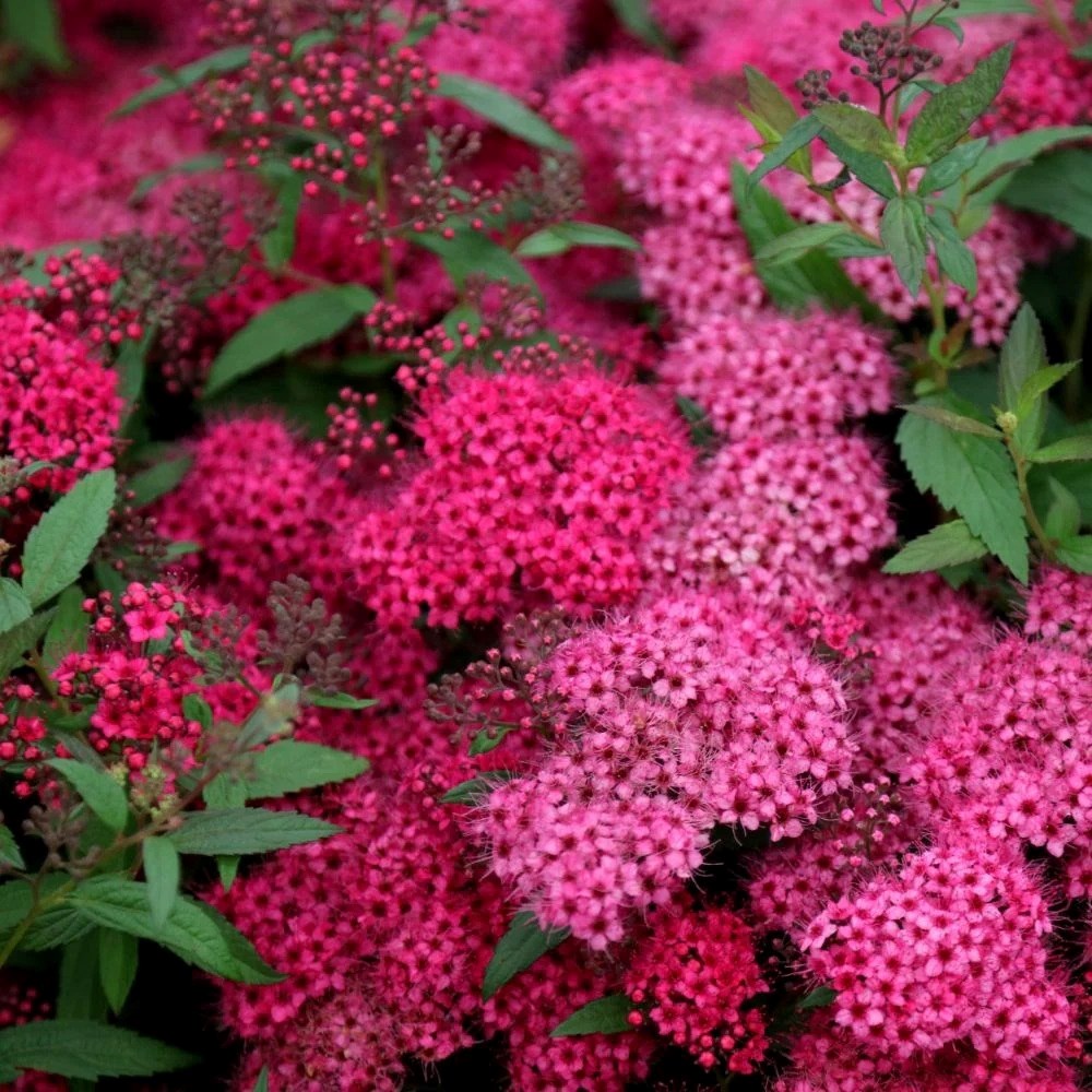 Spiraea Japonica Anthony Waterer | Japanese Spiraea