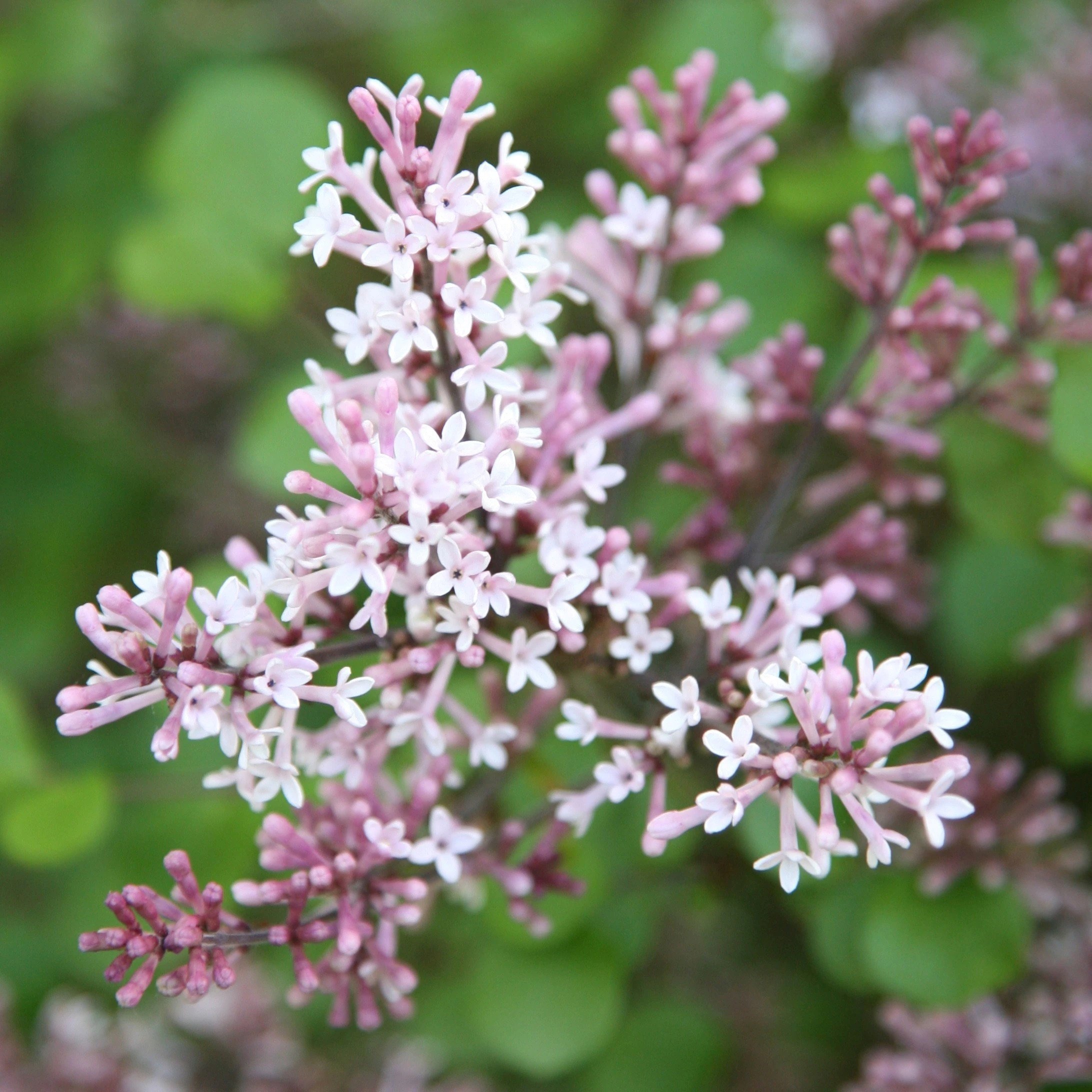 Syringa Meyeri Palibin | Korean Lilac