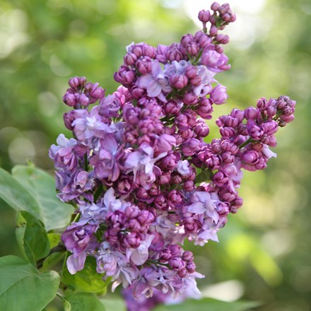 Syringa vulgaris 'Charles Joly' | Common Lilac |