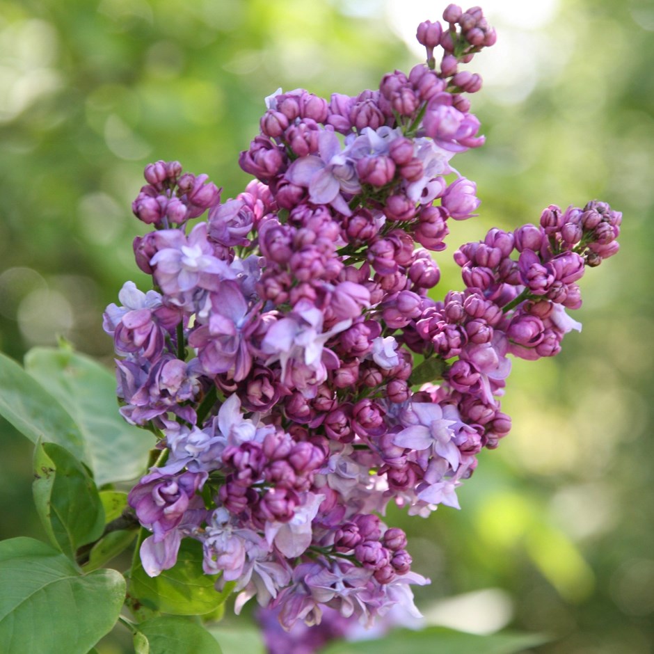 Syringa Vulgaris Charles Joly | Common Lilac