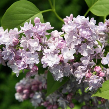 Syringa vulgaris 'Katherine Havemeyer' | Common Lilac |