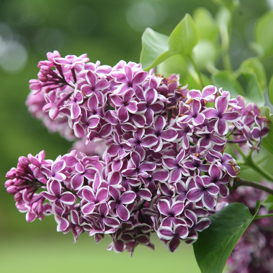 Syringa Vulgaris Sensation | Common Lilac